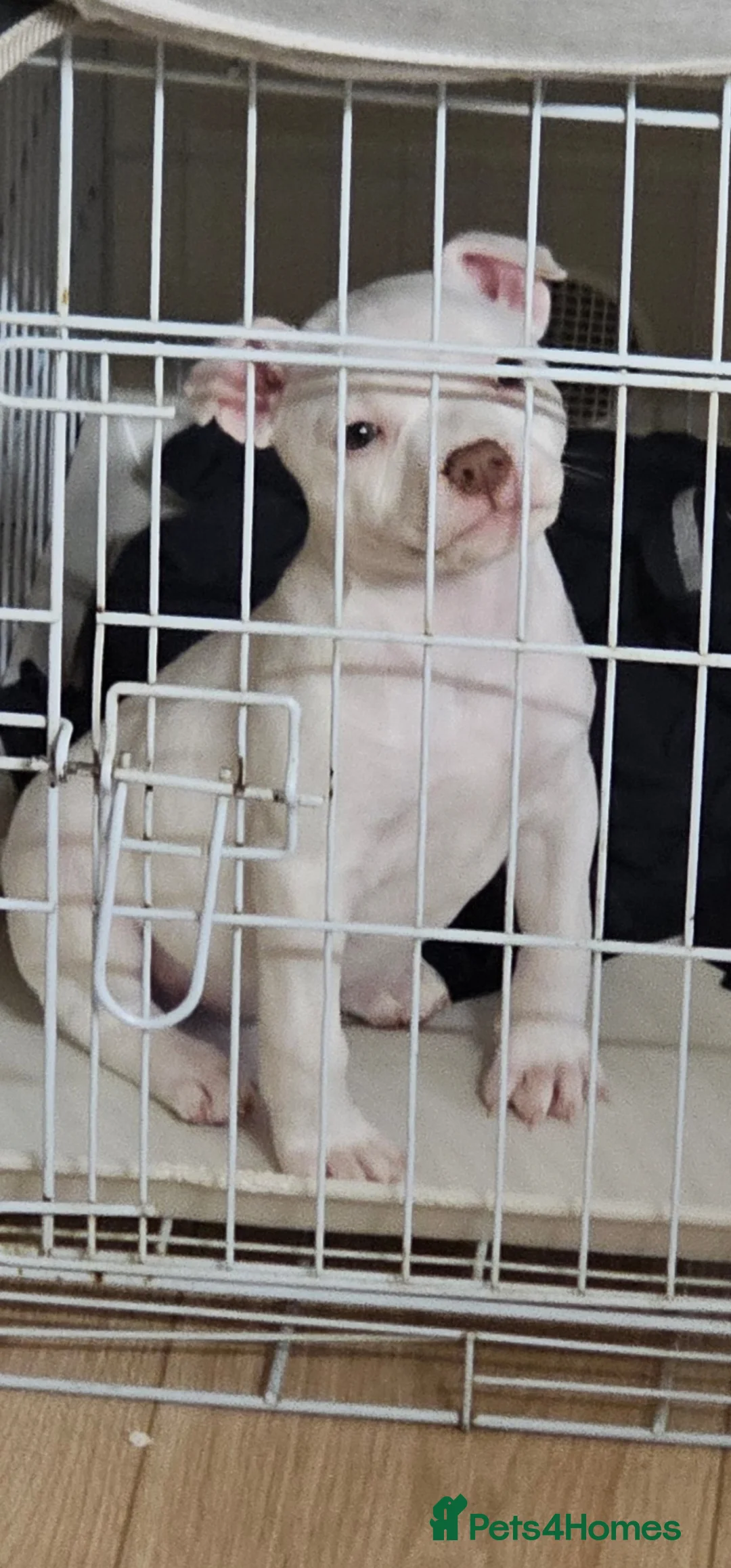 Staffordshire Bull Terrier dogs for sale: Staffy pup  - Advert 2