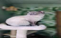 British Shorthair cats for stud: Handsome Blue Colourpoint for Stud Duties in Sutton Coldfield - Image 3