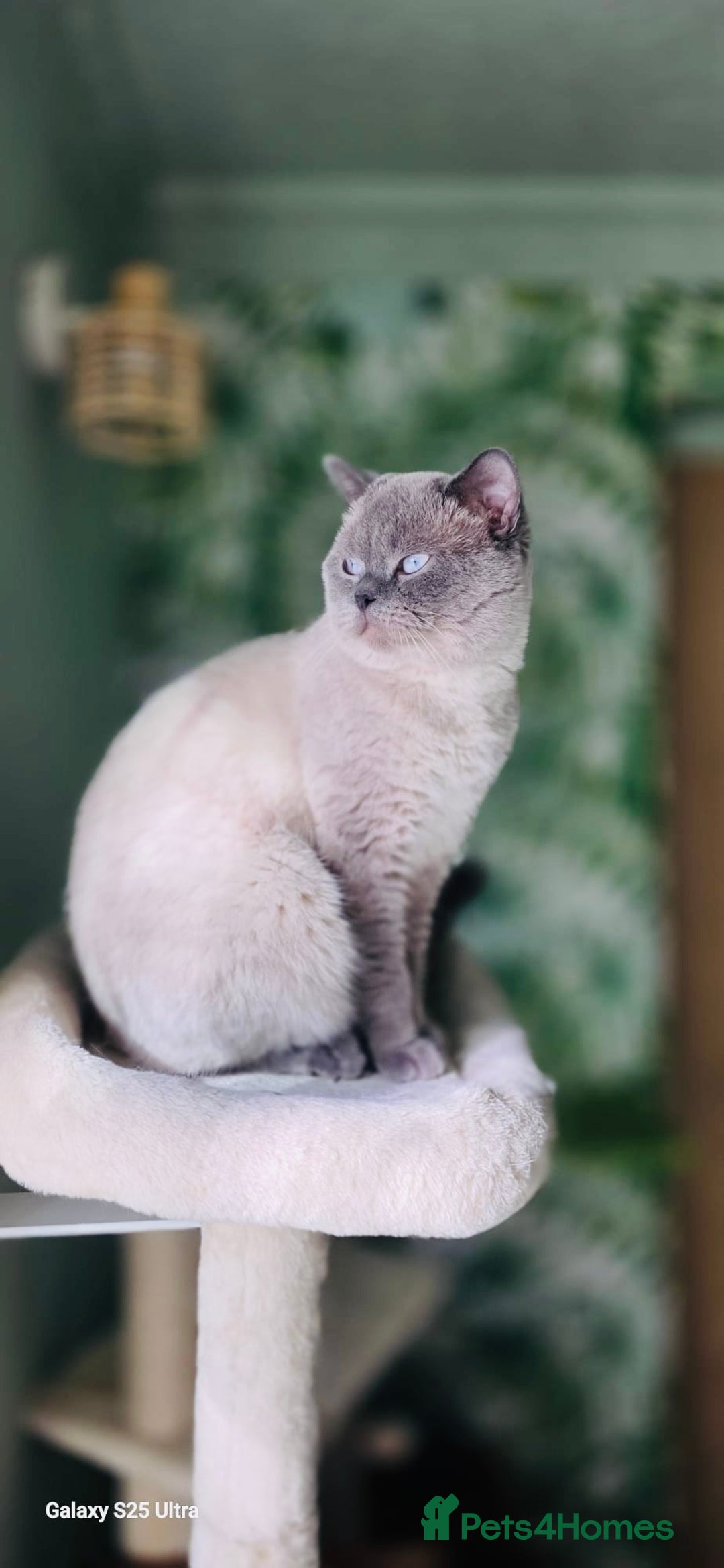 British Shorthair cats for stud: Handsome Blue Colourpoint for Stud Duties in Sutton Coldfield - Image 3