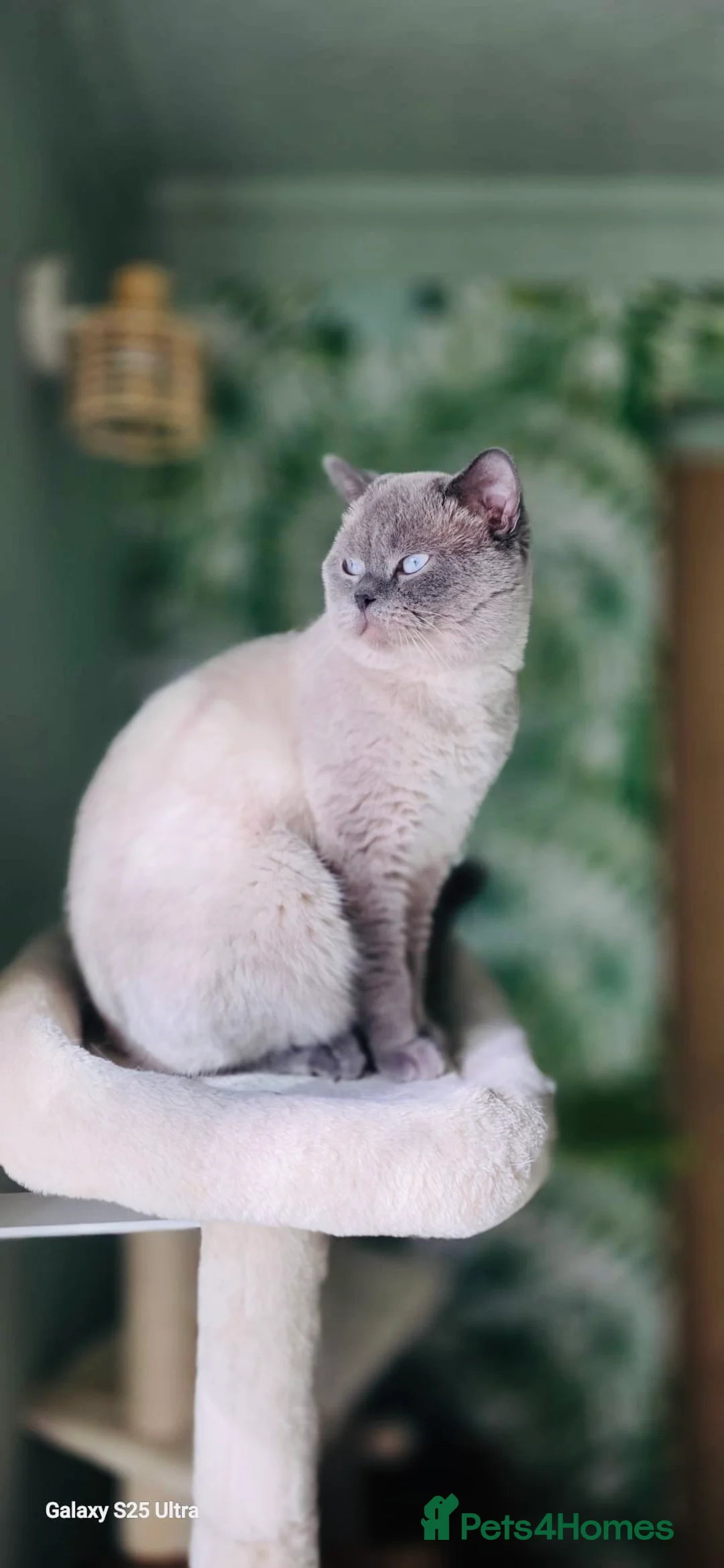 British Shorthair cats for stud: Handsome Blue Colourpoint for Stud Duties in Sutton Coldfield - Advert 3