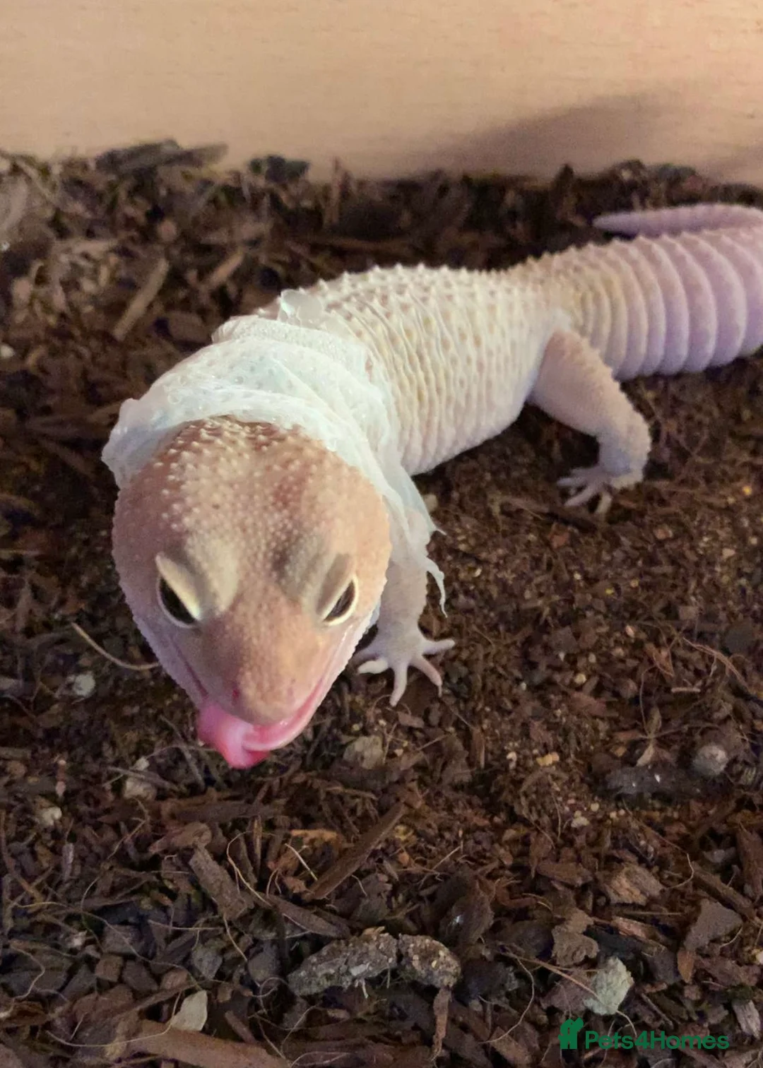 Leopard Gecko reptiles for sale: Male Leopard Gecko & Setup - Advert 7