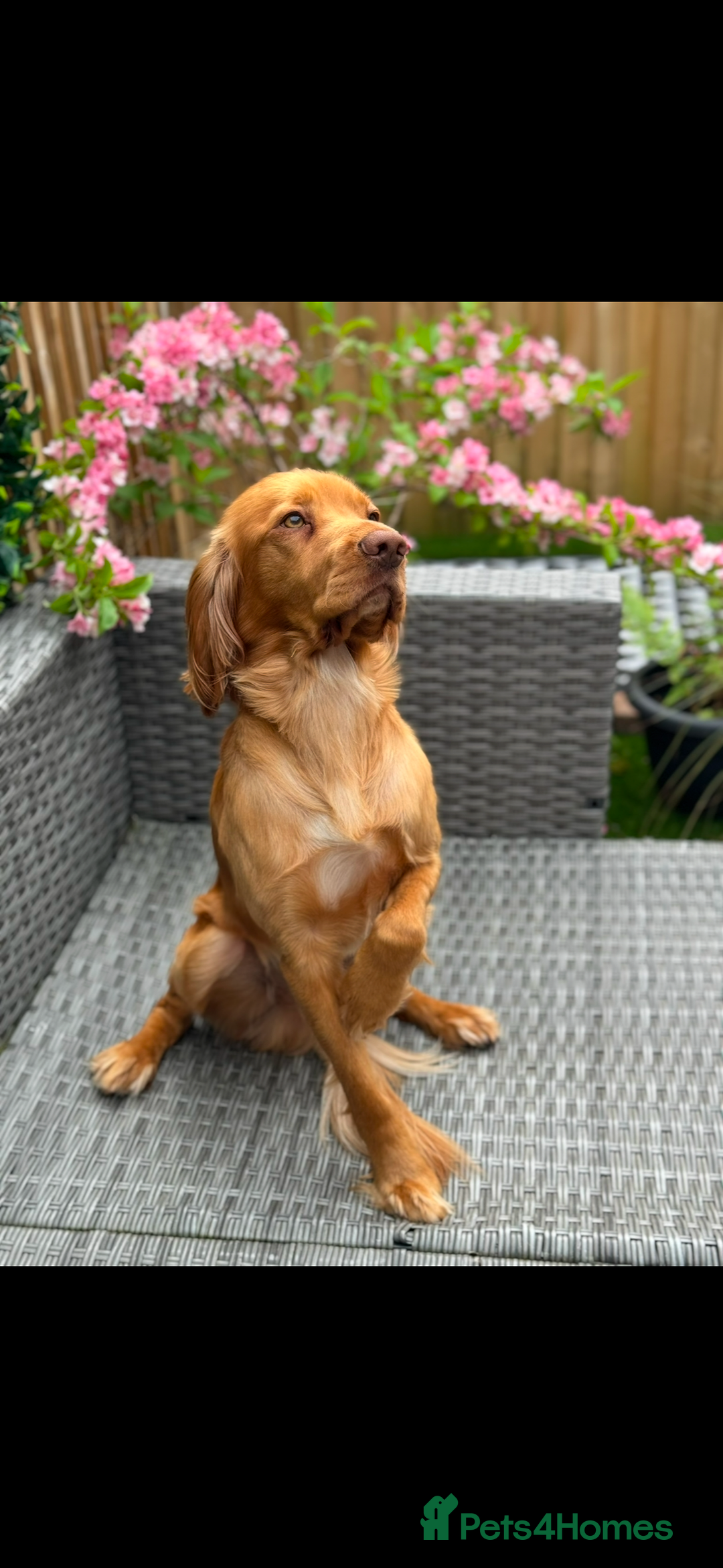 Cocker Spaniel dogs for sale: Beautiful litter of cocker spaniels  - Advert 8