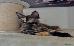 Maine Coon cats for sale: Mainecoon kittens Reduced! - Image 1