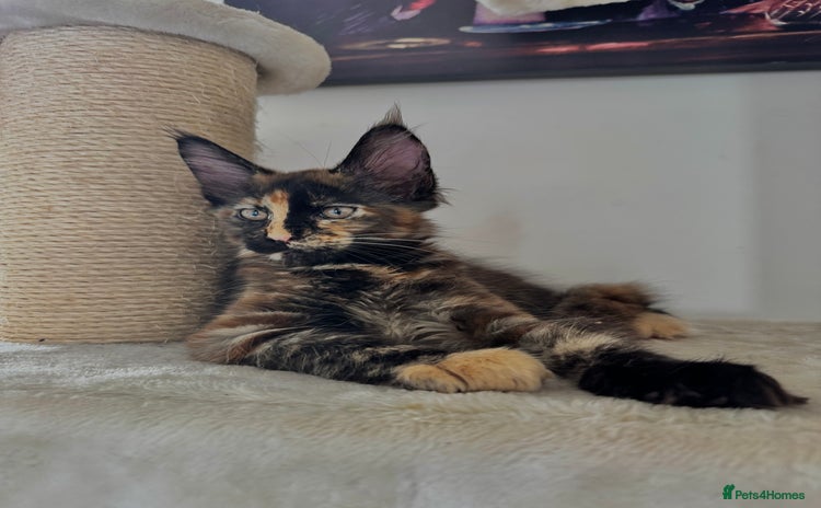 Maine Coon cats - Advert 7
