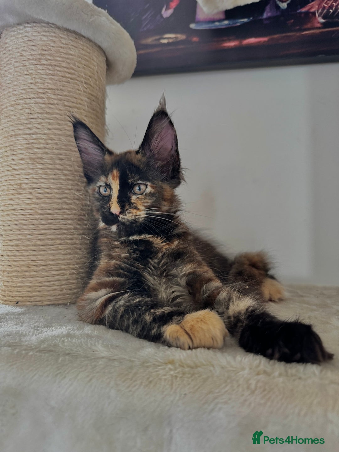 Maine Coon cats for sale: Mainecoon kittens Reduced! - Image 1