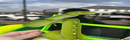Python Snake reptiles for sale: Aru Green Tree Python For Sale - Advert 2