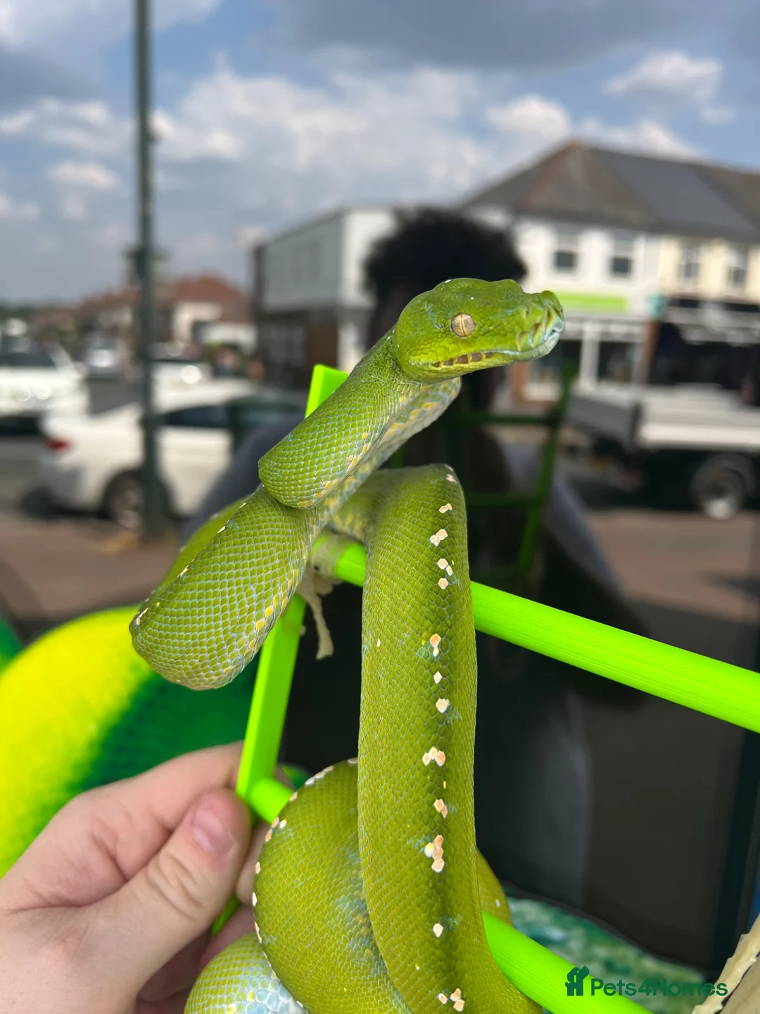 Python Snake reptiles for sale: Aru Green Tree Python For Sale - Advert 2