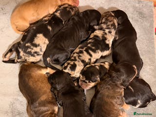 Cockapoo dogs F1 Cockapoo Puppies - Advert 15