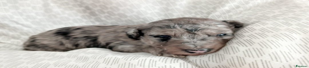 Miniature Poodle Puppy 1