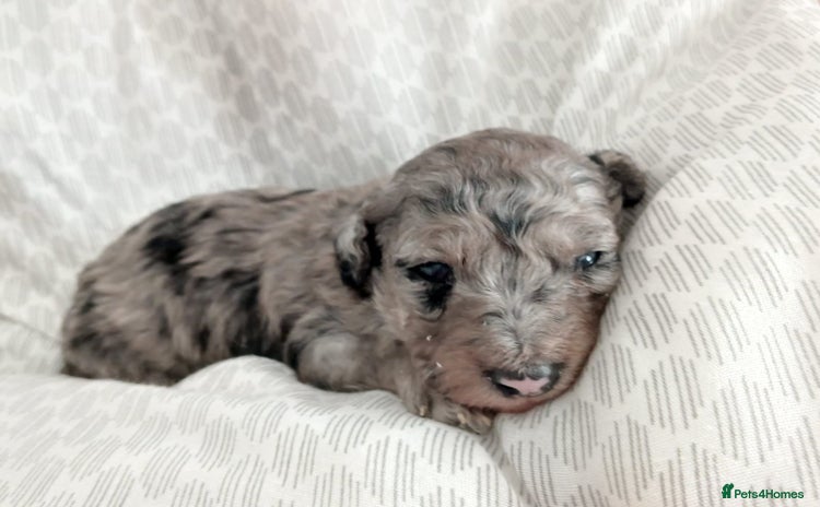 Miniature Poodle dogs - Advert 3