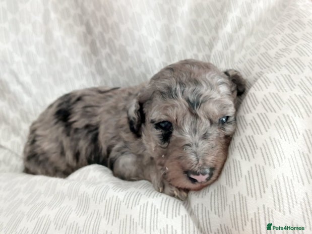 Miniature Poodle dogs - Advert 6