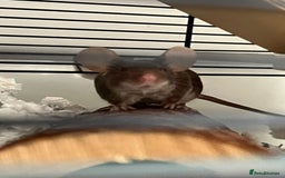 Mouse rodents for sale: X4 adult females and x12 litter  - Image 10