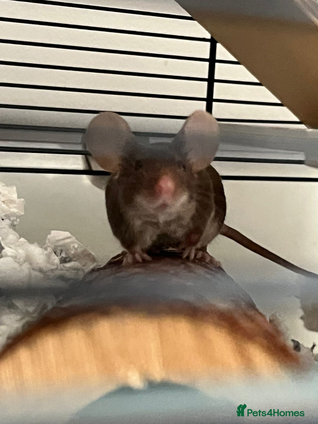 Mouse rodents for sale: X4 adult females and x12 litter  - Image 10