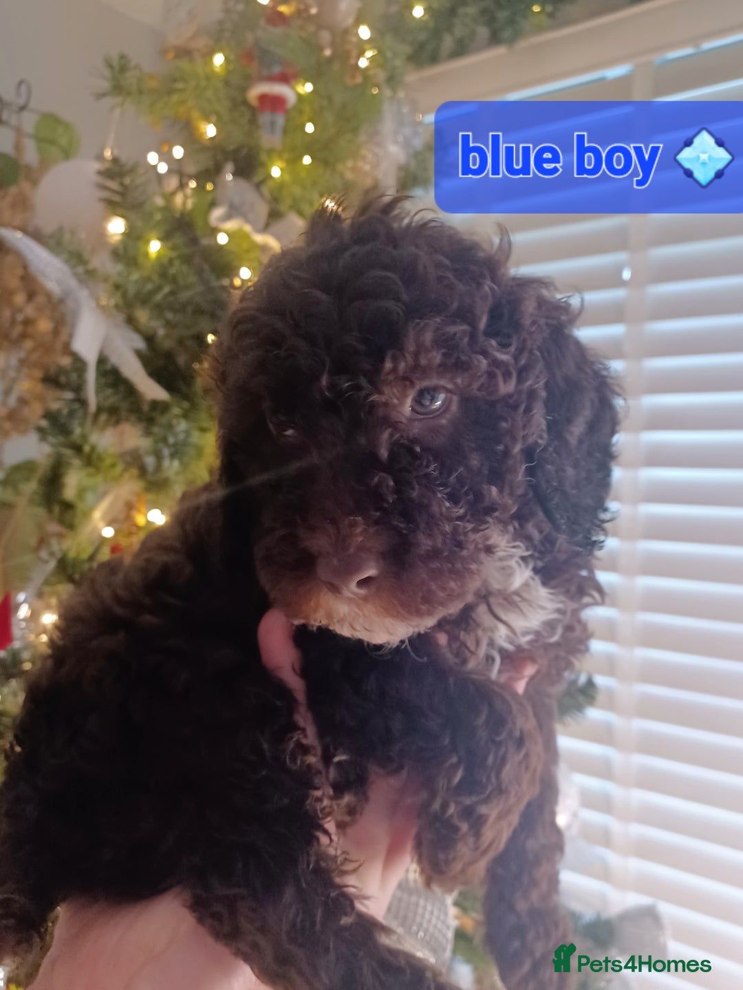 Cavapoo dogs for sale: 🐶  Cavapoo/ miniature poodle 🐶  - Advert 9