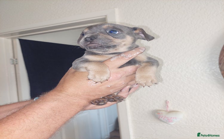 Mixed Breed dogs - Advert 4