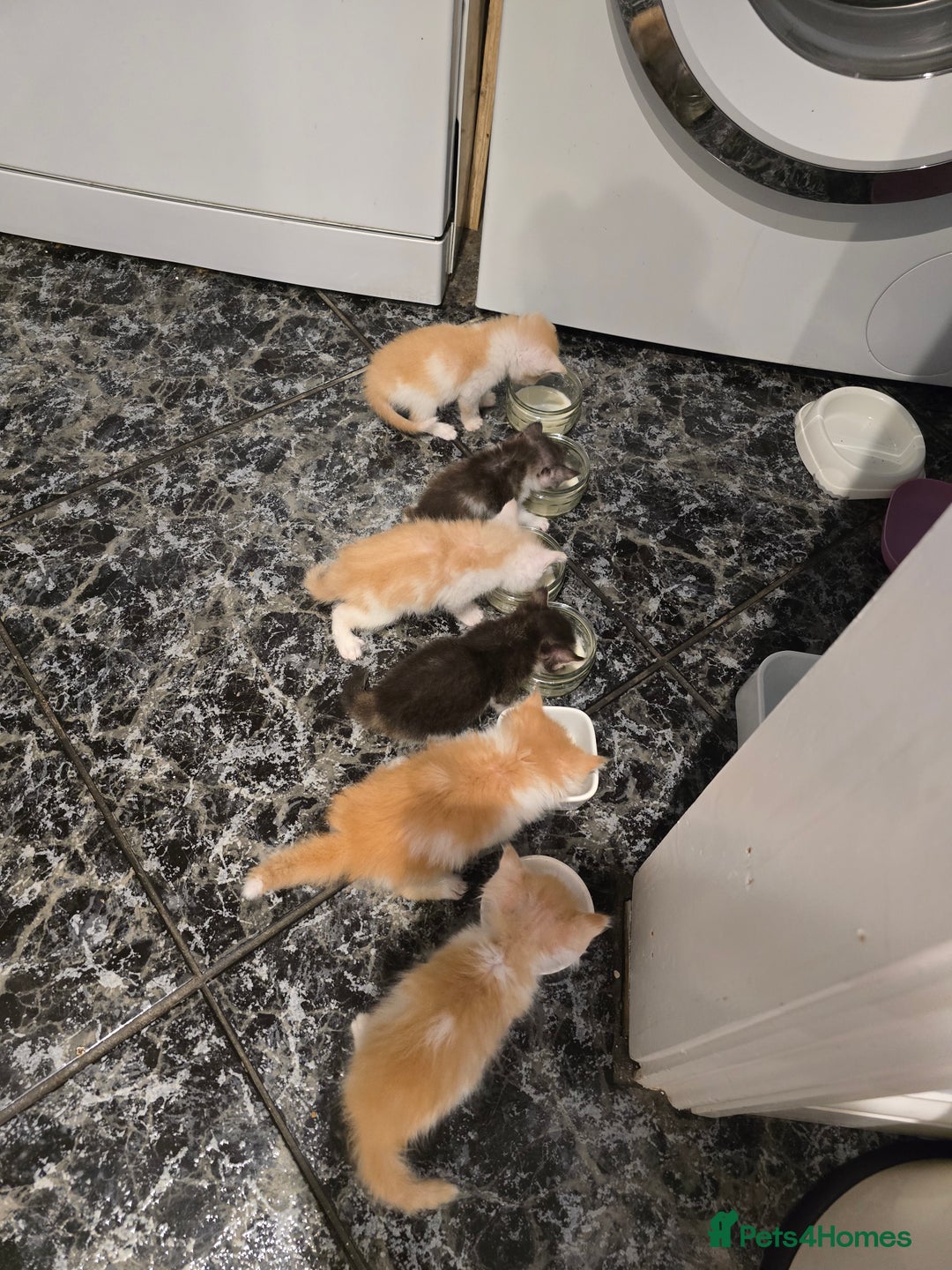 Scottish Fold cats for sale: Scottish Straight purebred kittens  - Image 26