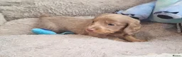 Dachshund dogs for sale: Mega cute long haired dachshund puppies  - Advert 5