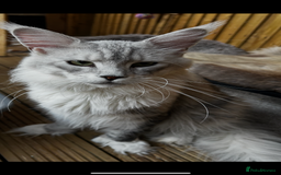 Maine Coon cats for stud:  ⭐️ SIR CLYDE ⭐️ STUD AVAILABLE ⭐️ POLYDACTYL ⭐️ - Image 4