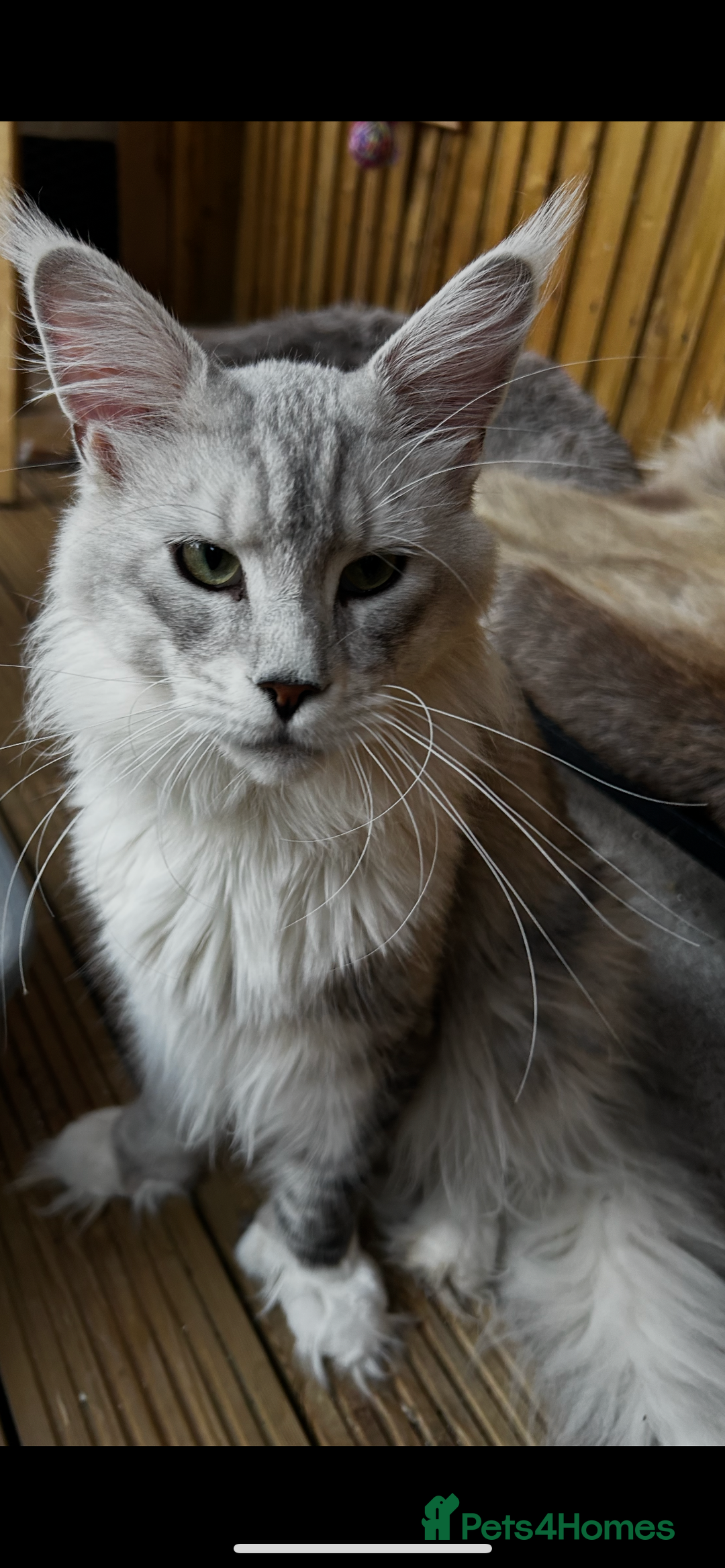 Maine Coon cats for stud:  ⭐️ SIR CLYDE ⭐️ STUD AVAILABLE ⭐️ POLYDACTYL ⭐️ - Image 4