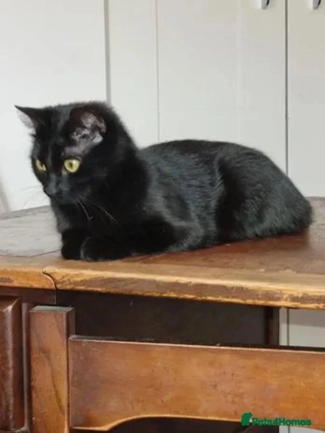 Mixed Breed cats for sale: Mila mixed breed kitten - Advert 1