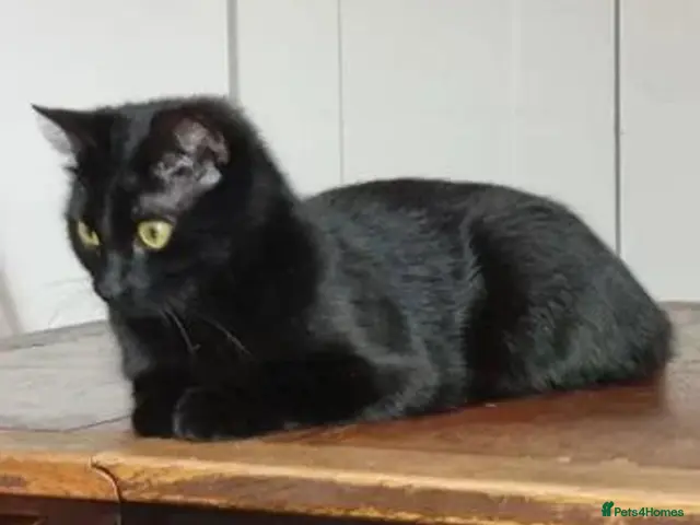 Mixed Breed cats for sale: Mila mixed breed kitten - Advert 7