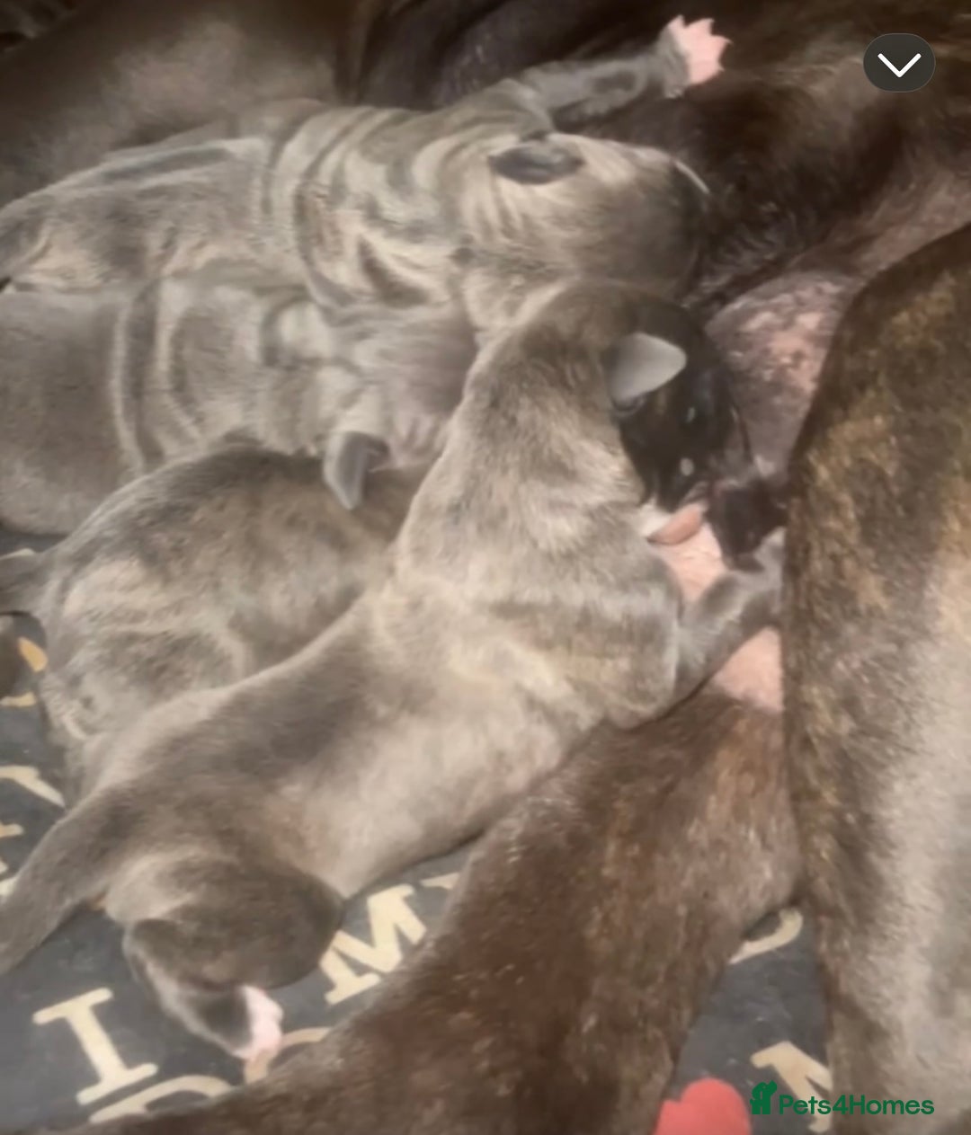 Mixed Breed dogs for sale: Cane Corso x Great Dane pups !! 7 available !! - Image 18