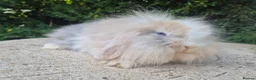 Angora rabbits for sale: 💜READY NOW-STUNNING TEDDYWIDDER X MINI LOP BABIES - Advert 4