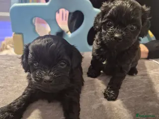 Shihpoo dogs Shihpoo babies - Advert 8