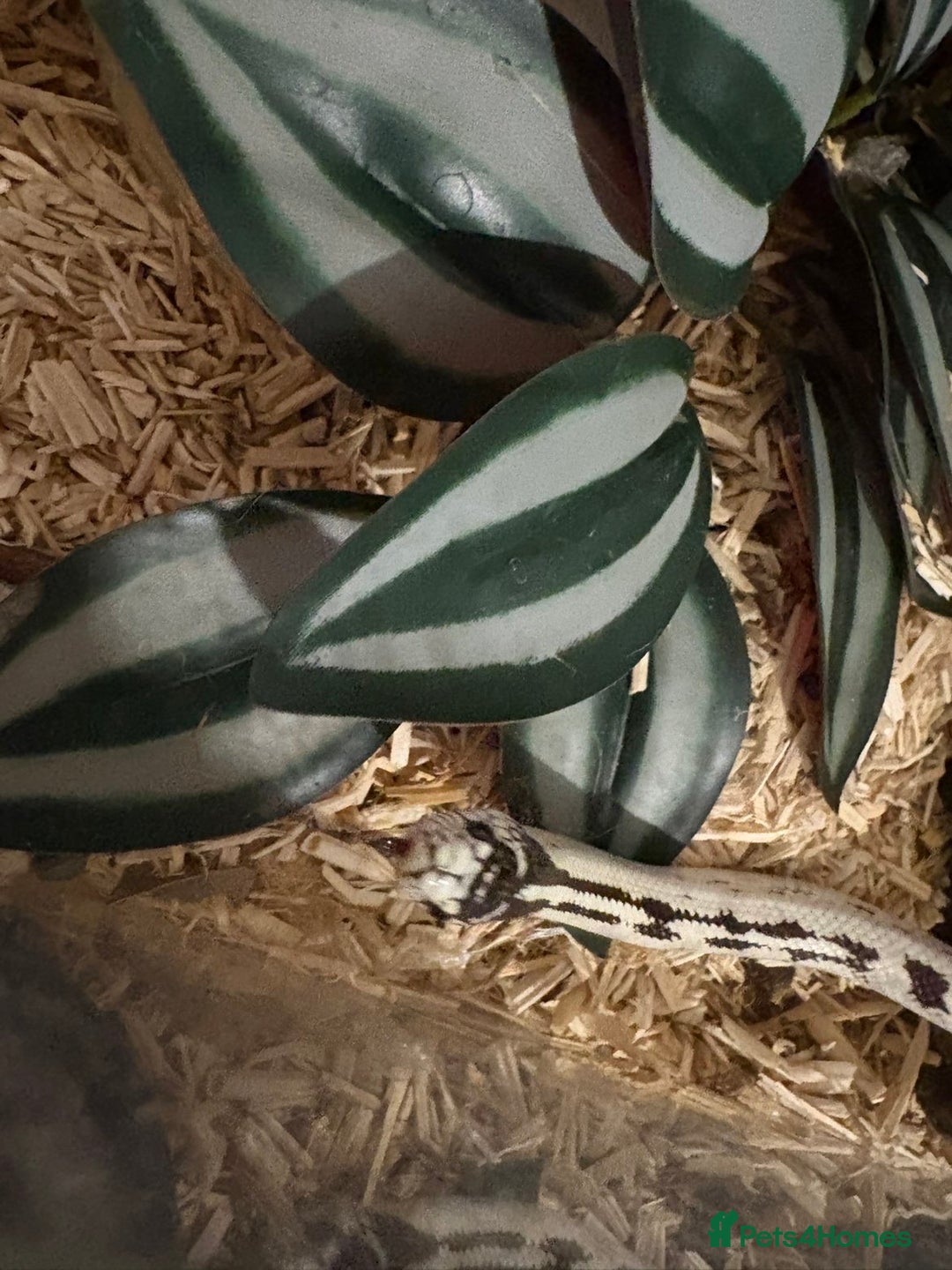 King Snake reptiles for sale: CALIFORNIA KING SNAKE - Advert 4