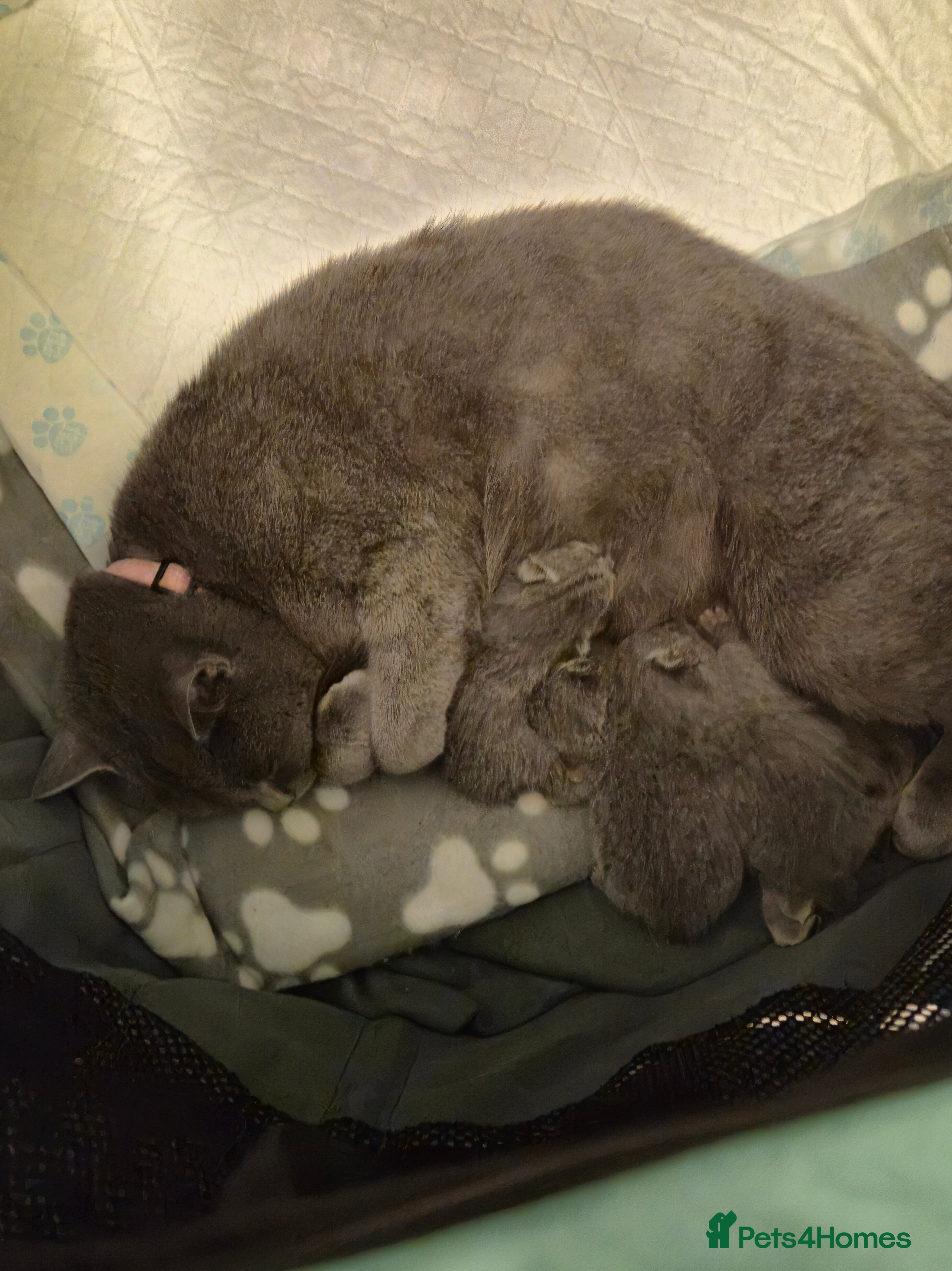 British Shorthair cats 4 British Shorthair Kittens - 3 left! - Advert 14