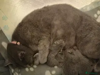 British Shorthair cats 4 British Shorthair Kittens - 3 left! - Advert 14