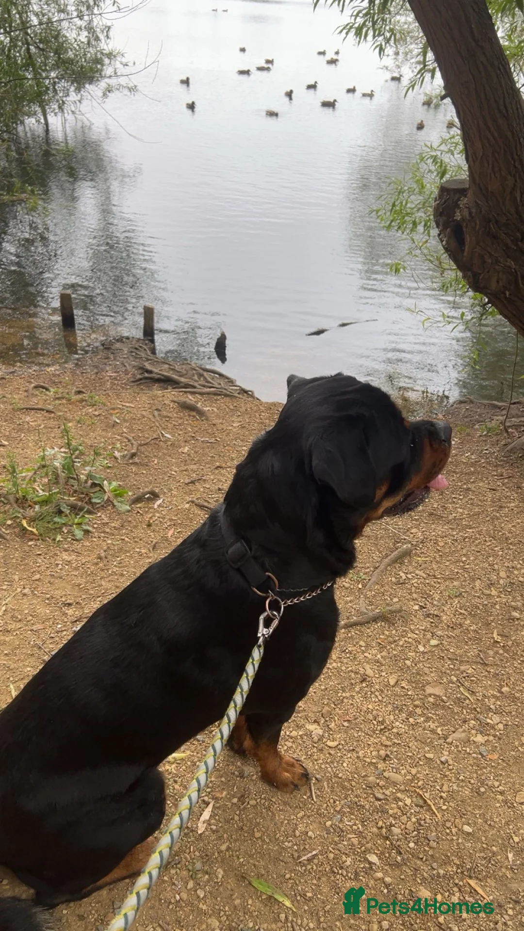 Rottweiler dogs for stud: FULLY HEALTH TESTED & HIP/ELBOW SCORED KC REG STUD - Advert 2