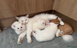 British Shorthair cats for sale: 4 gorgeous kittens  - Image 9