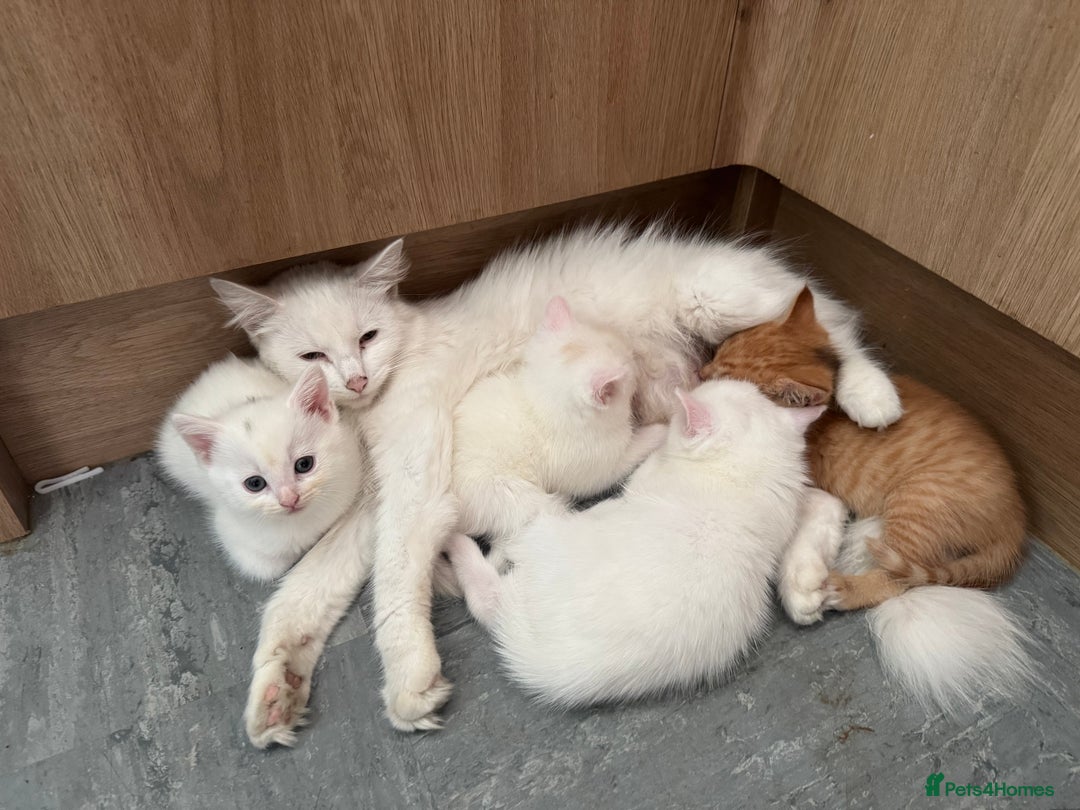 British Shorthair cats for sale: 4 gorgeous kittens  - Image 9