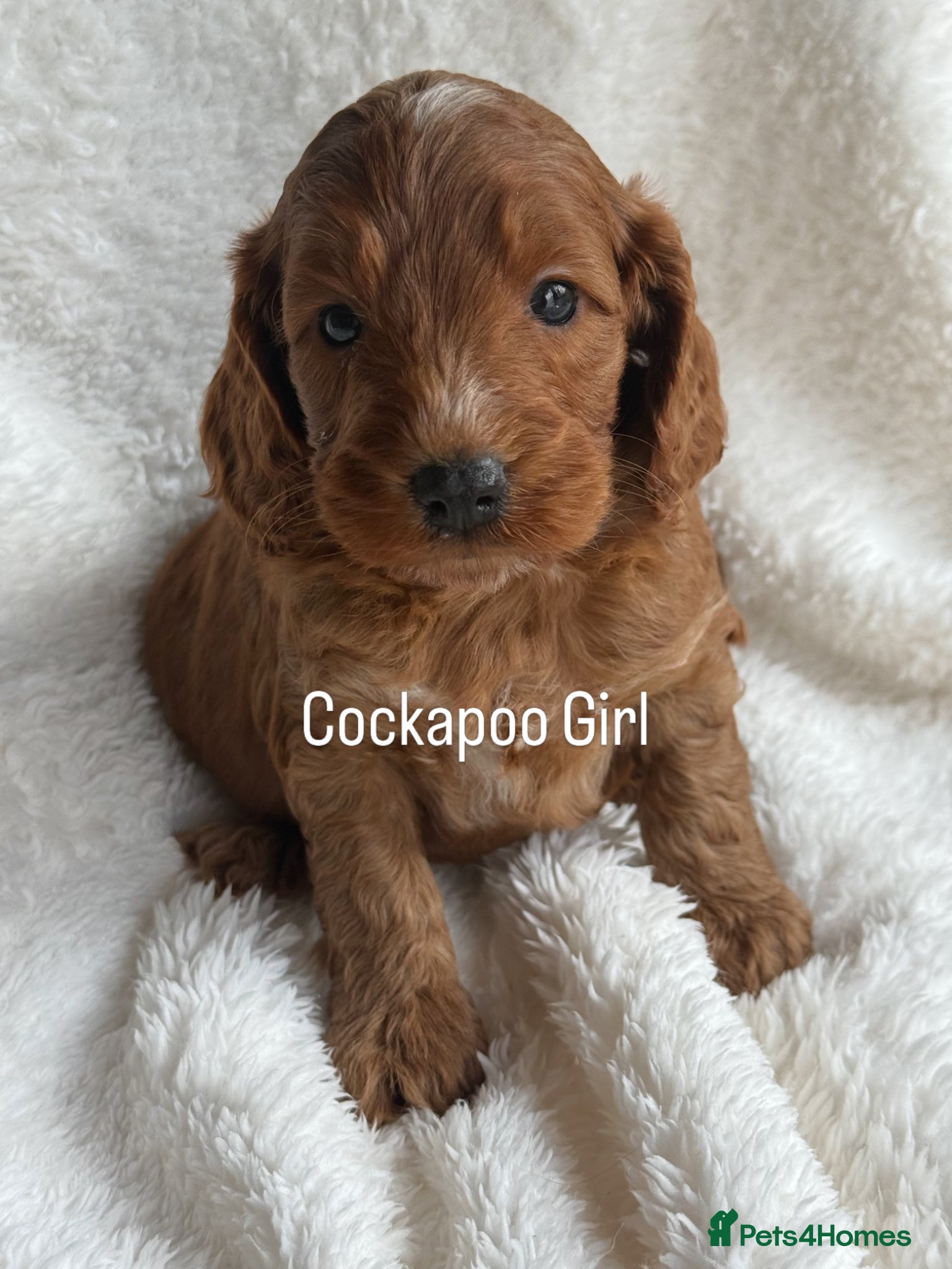 Cockapoo dogs Stunning  F1 Cockapoo’s - Advert 1