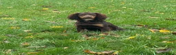 Cocker Spaniel dogs for sale: Kc Health Tested Working Cocker Pups - Advert 3
