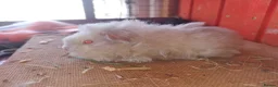 Guinea Pig rodents for sale: A selection of purebred longhaired sows - Advert 5