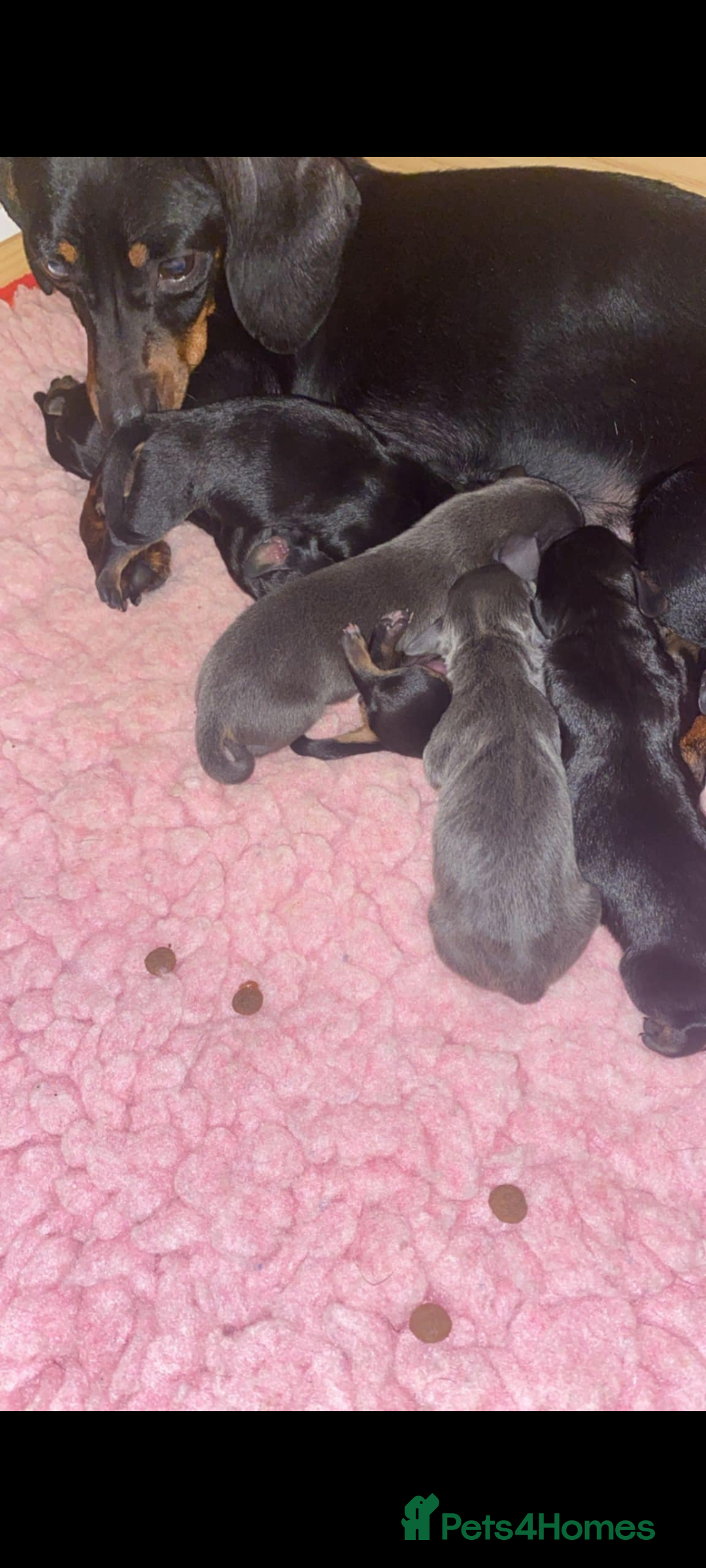 Miniature Dachshund dogs for sale:  Beautiful Miniature dashound puppies  - Image 2