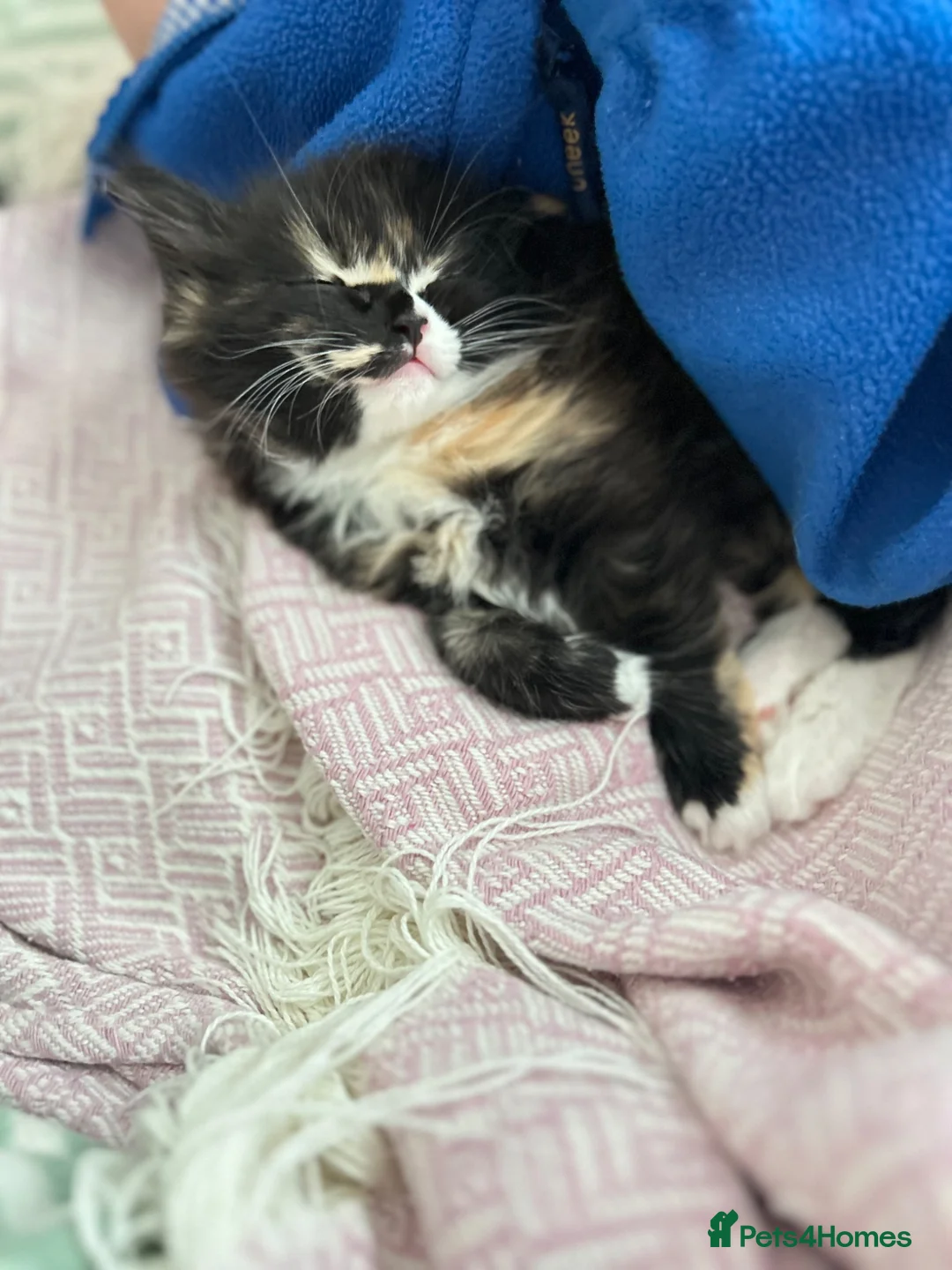 British Shorthair cats for sale: Beautiful British Shorthair and Ragdoll cross  - Advert 17