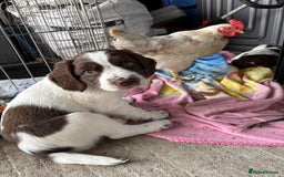 English Springer Spaniel dogs for sale: KENNEL CLUB Pedigree Springer Spaniel Puppies - Image 1