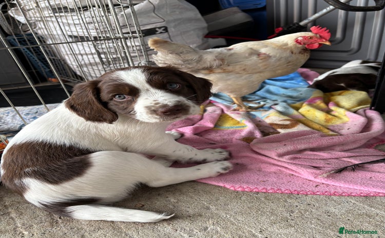 English Springer Spaniel dogs - Advert 16