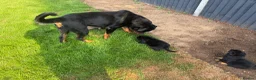 Rottweiler dogs for sale: 🏆🐾 5STAR BREEDERS🐾🏆KC REG girl and boys 💖💙 - Advert 12