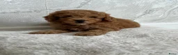 Cavapoo dogs for sale:   Teddy bear cavapoos ready now  in Bilston - Advert 10