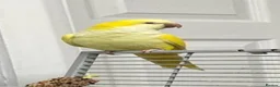 Parrots birds for sale: Yellow Qauker parrot  - Advert 3