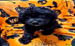 Cockapoo dogs for sale: 3 fluffy miniature cockpoo puppy’s  - Image 6