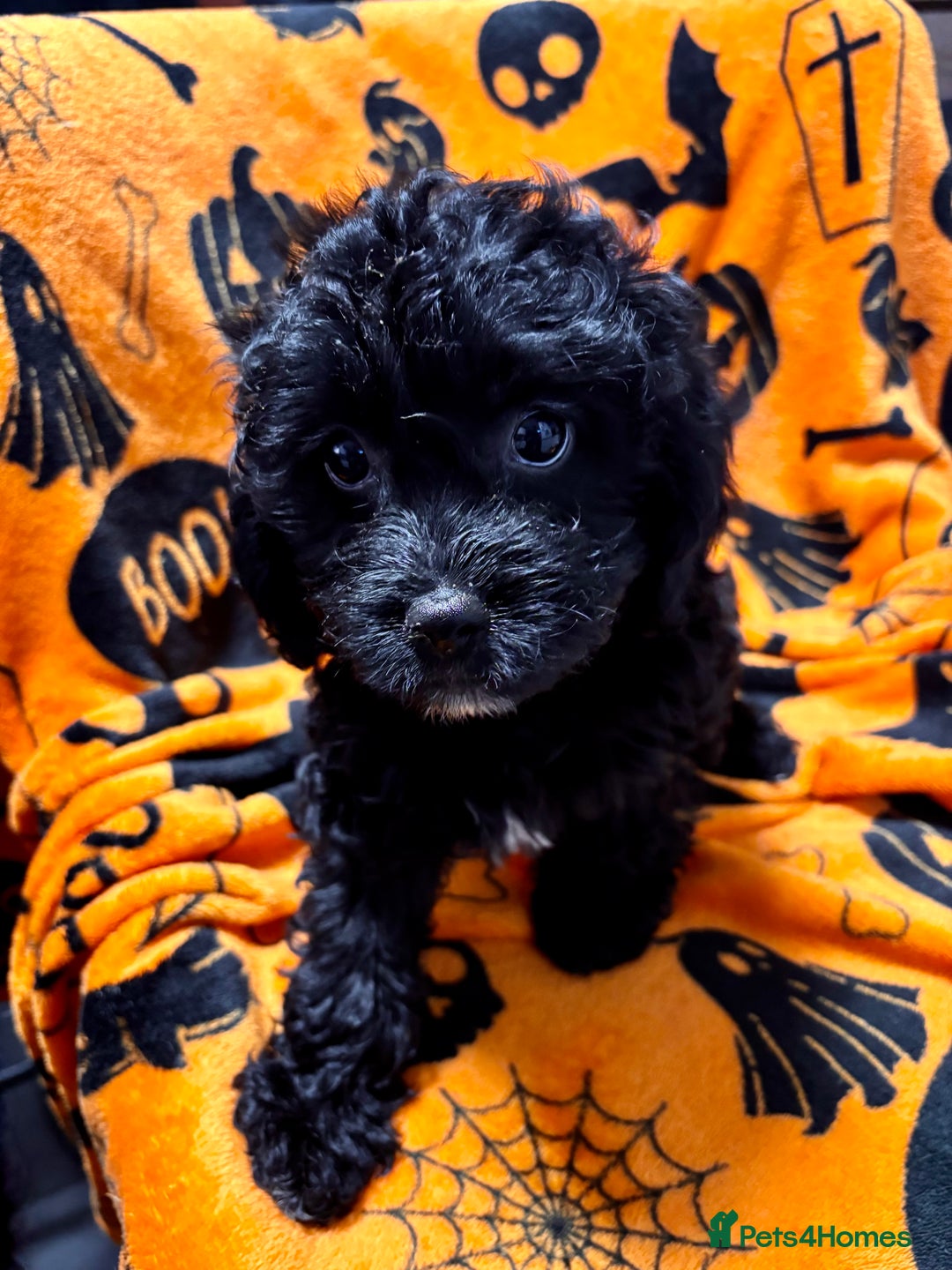 Cockapoo dogs for sale: 3 fluffy miniature cockpoo puppy’s  - Image 6