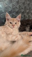Maine Coon cats Tica registered Maine coon kittens - Advert 2