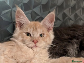 Maine Coon cats Tica registered Maine coon kittens - Advert 6