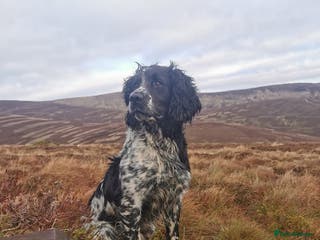 English Springer Spaniel dogs English Springer Spaniel For Stud - Health Tested in Kirriemuir - Advert 4