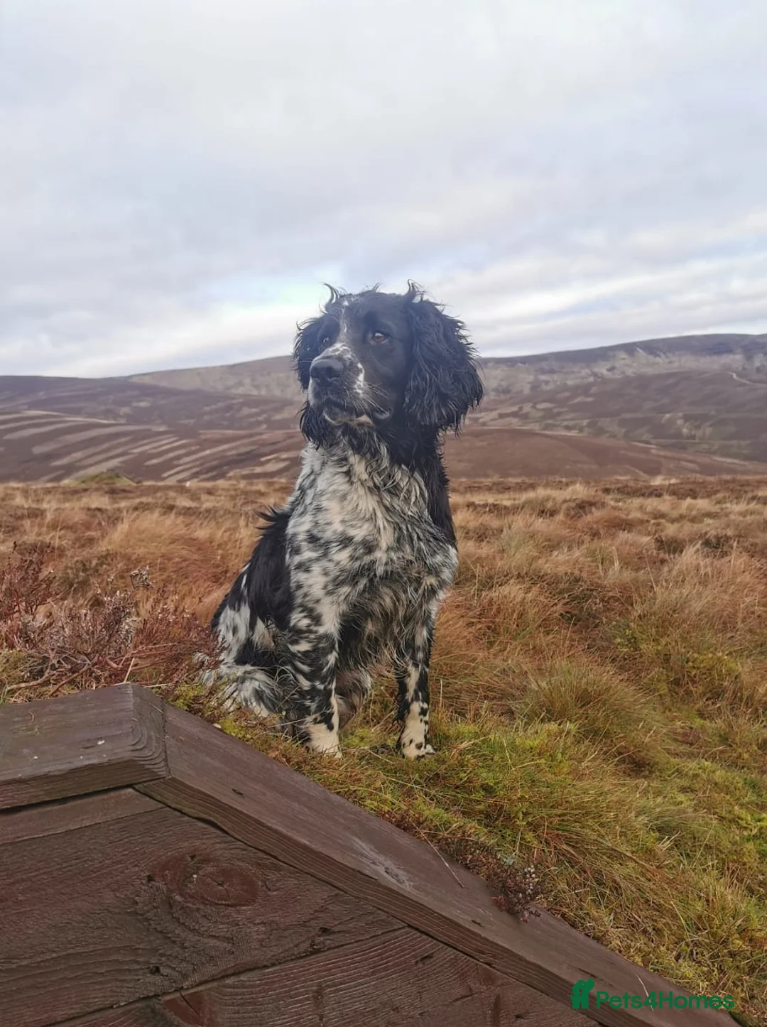 English Springer Spaniel dogs for stud: English Springer Spaniel For Stud - Health Tested in Kirriemuir - Advert 1